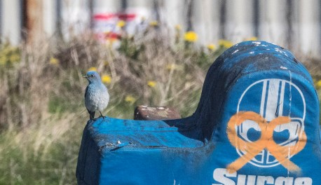 Northern Bluebird at Notre Dame