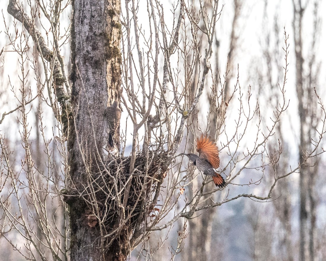A pair of northern flickers playing in the Notre Dame poplars
