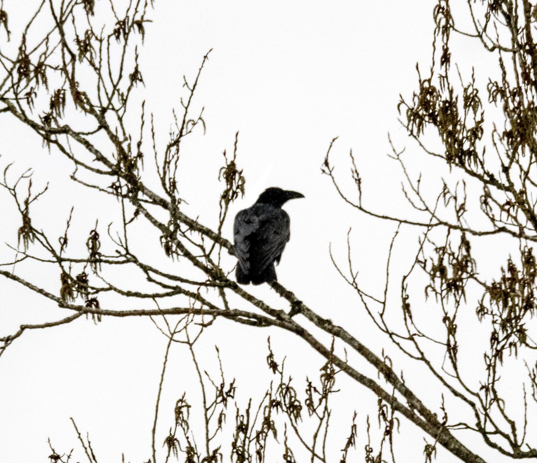 Raven in the Notre Dame Poplars