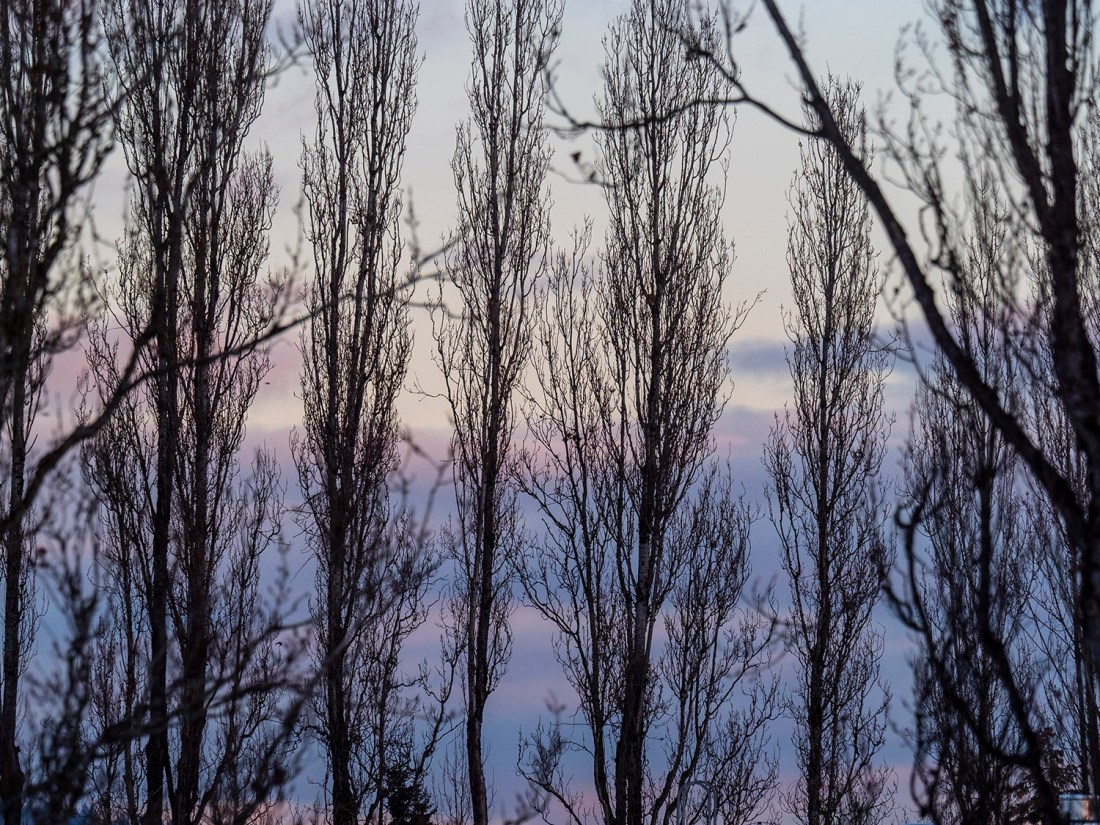 Notre Dame poplars at sunrise